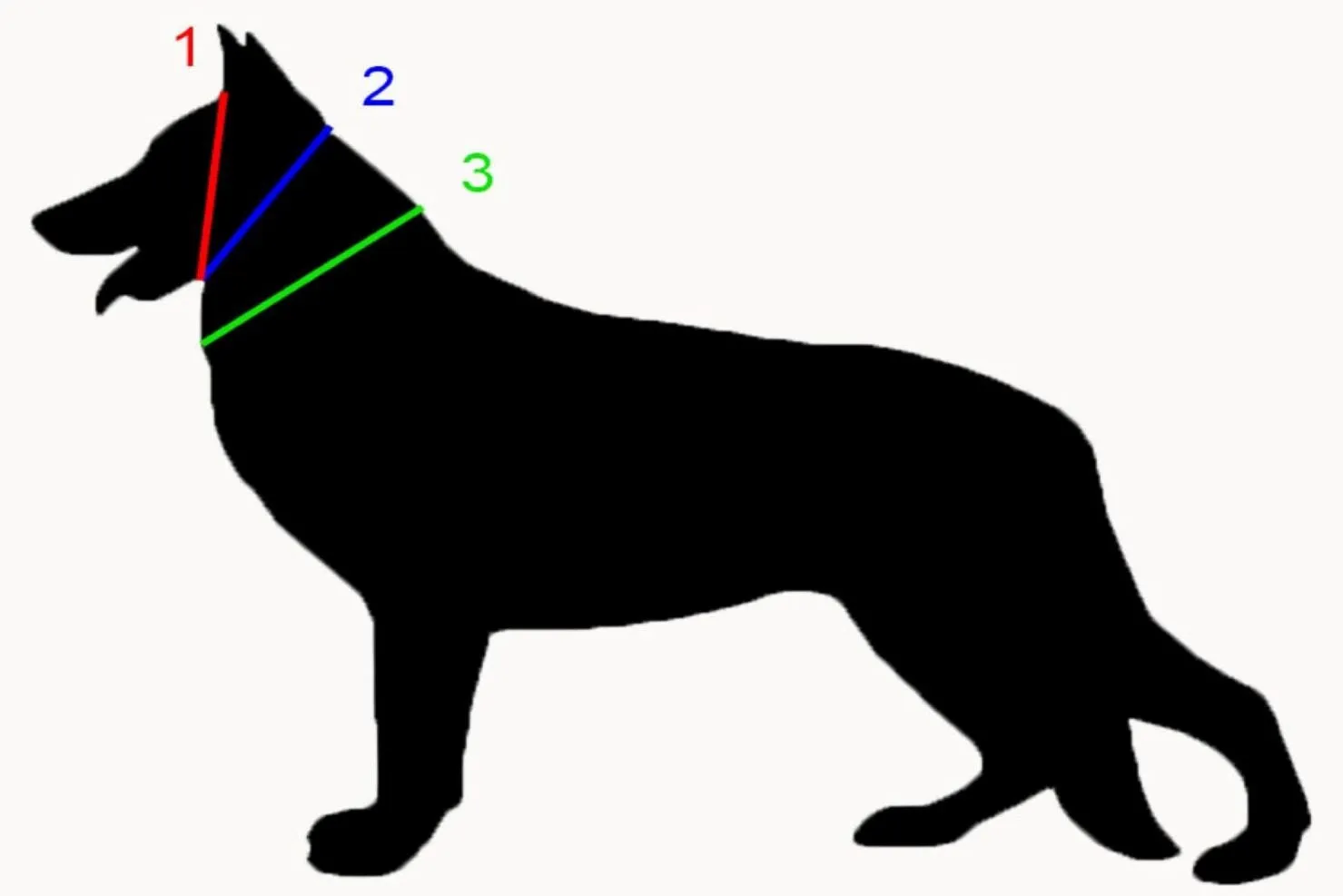 BioThane Reflective Sport Collars
