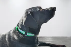 BioThane Reflective Sport Collars
