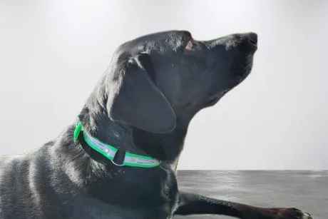 BioThane Reflective Sport Collars