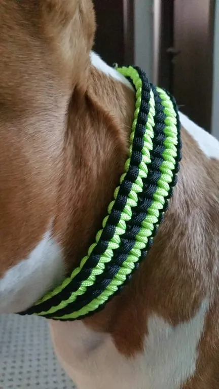 Double Solomon braid Dog collar