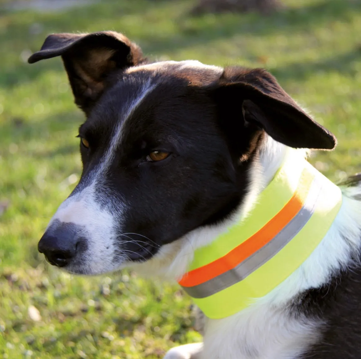 Reflective Collar