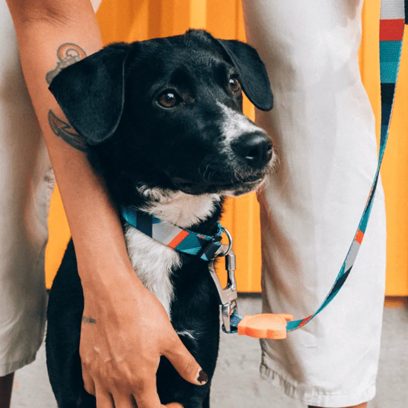 Zee.Dog Collar Ella